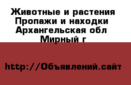 Животные и растения Пропажи и находки. Архангельская обл.,Мирный г.